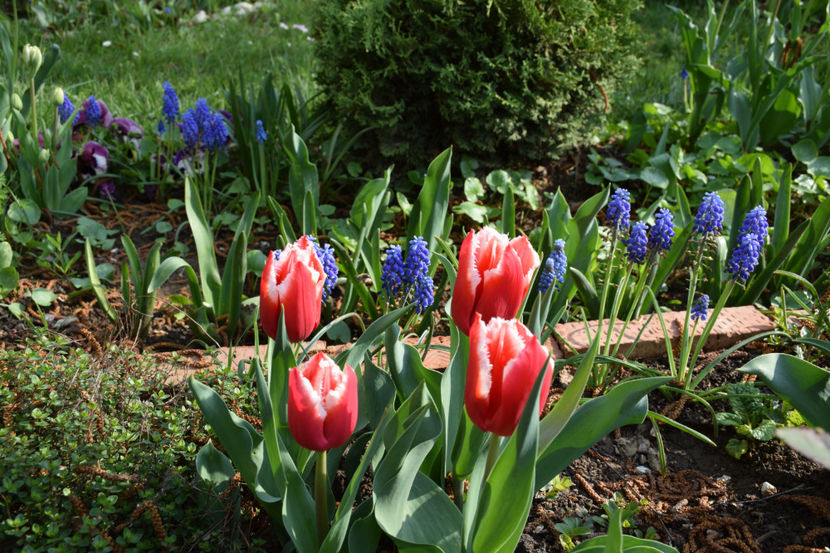  - Pridvor si Idilic garden