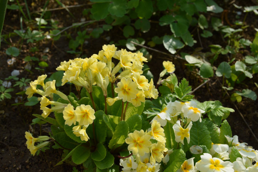  - Pridvor si Idilic garden