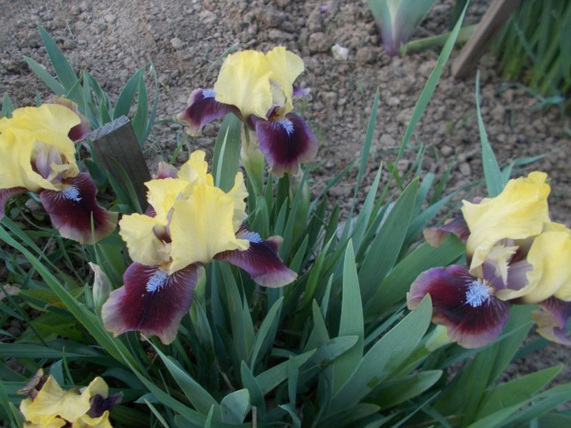  - Irisi -2019 Pumila si Barbata Nana