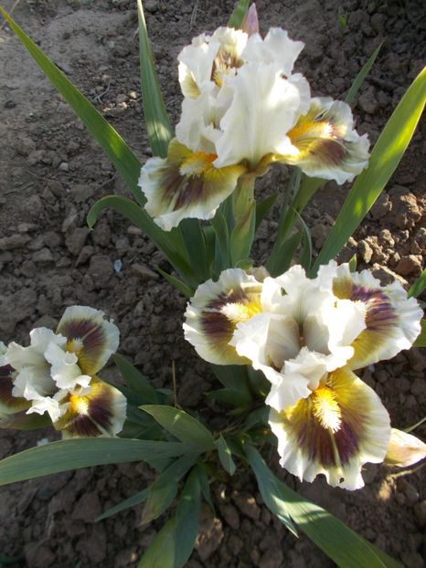  - Irisi -2019 Pumila si Barbata Nana