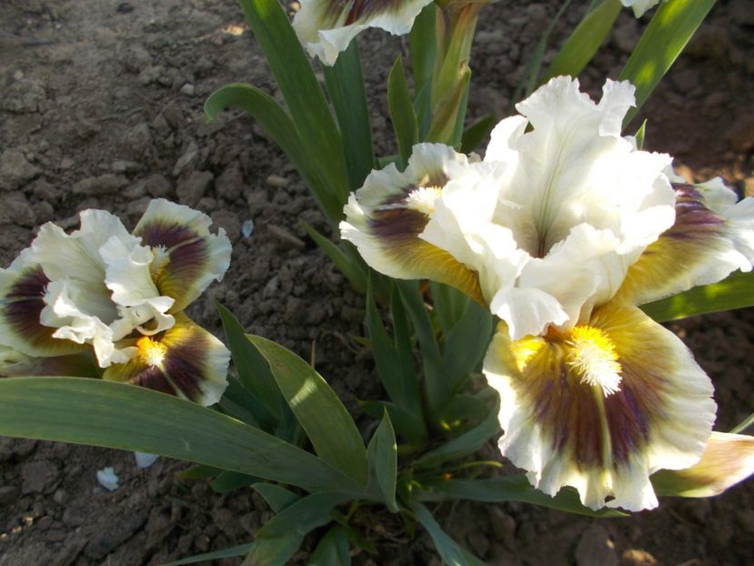  - Irisi -2019 Pumila si Barbata Nana