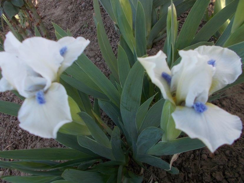  - Irisi -2019 Pumila si Barbata Nana