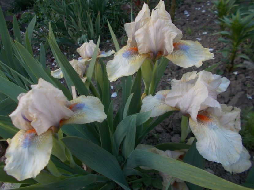  - Irisi -2019 Pumila si Barbata Nana