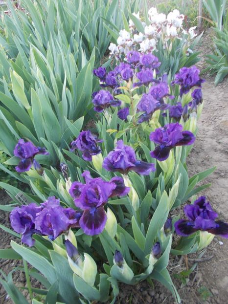  - Irisi -2019 Pumila si Barbata Nana