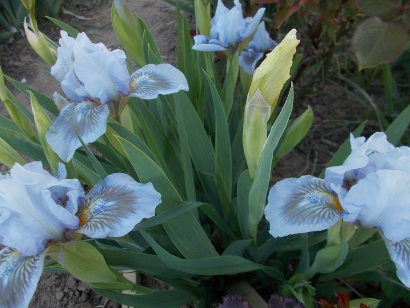  - Irisi -2019 Pumila si Barbata Nana