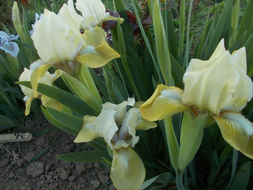  - Irisi -2019 Pumila si Barbata Nana