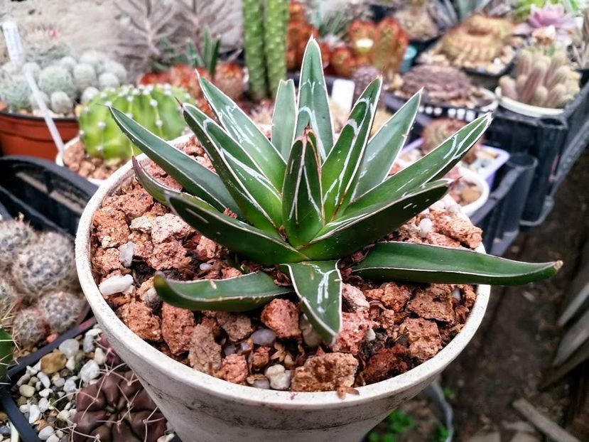 Agave victoriae-reginae-25lei - Plante suculente de vanzare