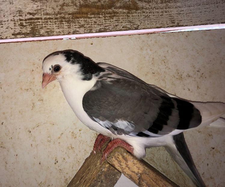 6832  femelă  2019 - Plecați ALBUM 2