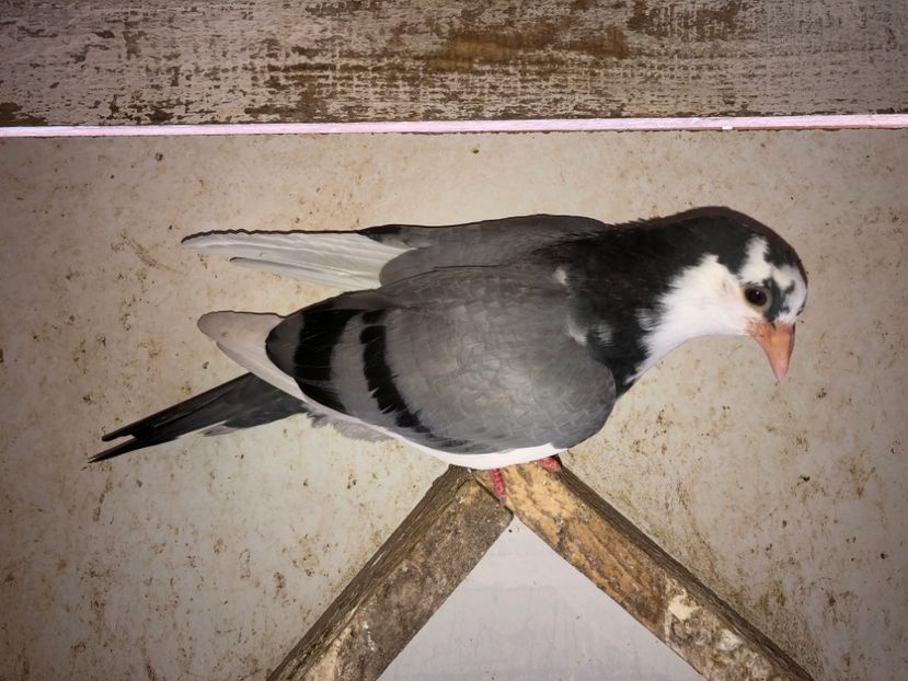 6853  mascul  2019 - Plecați ALBUM 2