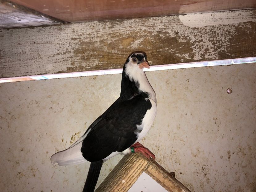 6822  femelă  2019 - Plecați ALBUM 2