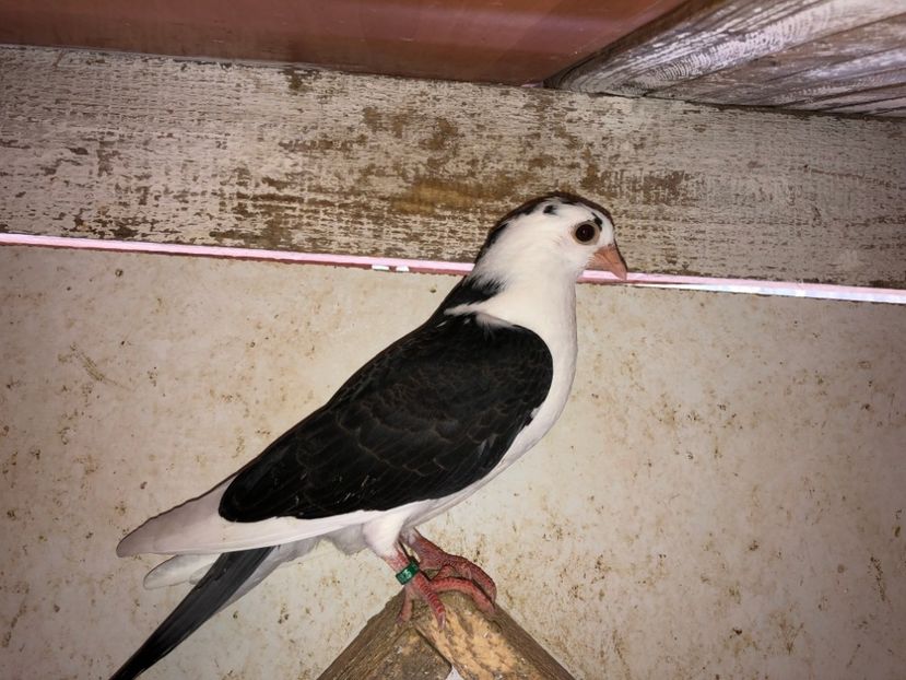 6825  mascul  2019 - Plecați ALBUM 2