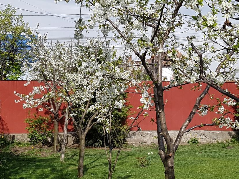 Doar marul nu a inflorit inca... - Aprilie 2019
