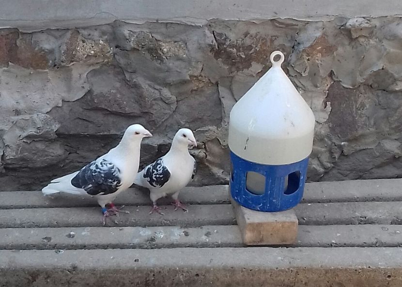 20190401_160540-1 - 52 porumbei 2