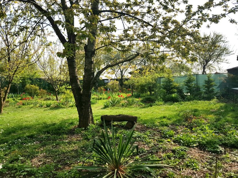  - 2019 Idilic garden