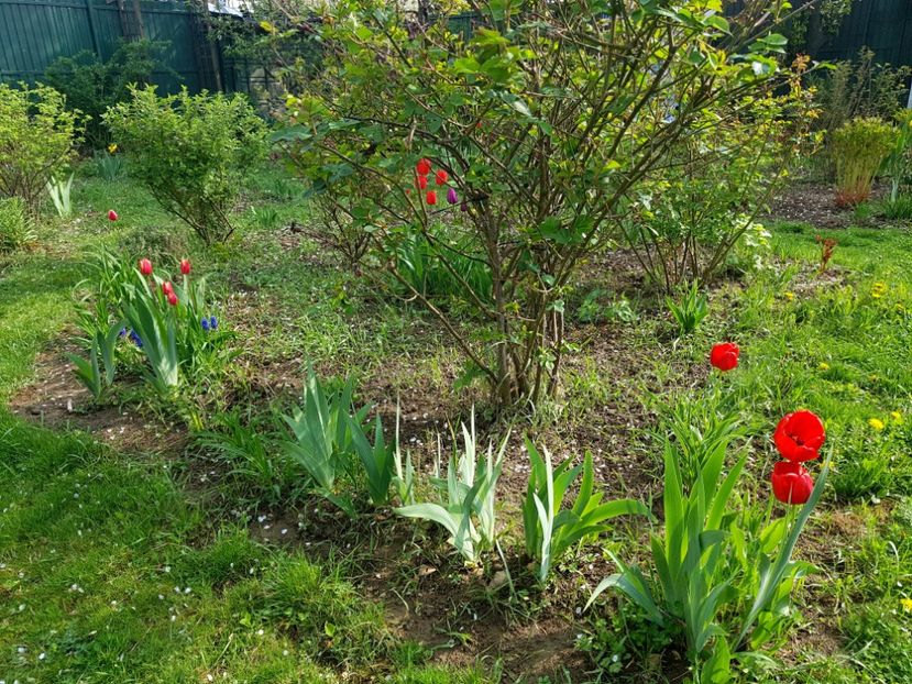  - 2019 Idilic garden