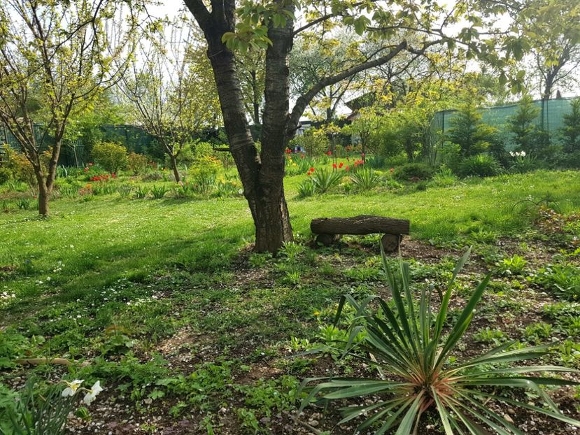 Poiana Ciresului - 2019 Idilic garden