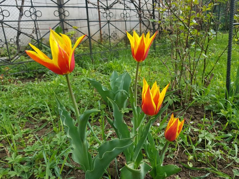 ??? Cebule , trebuia sa fie rosii - 2019 Idilic garden
