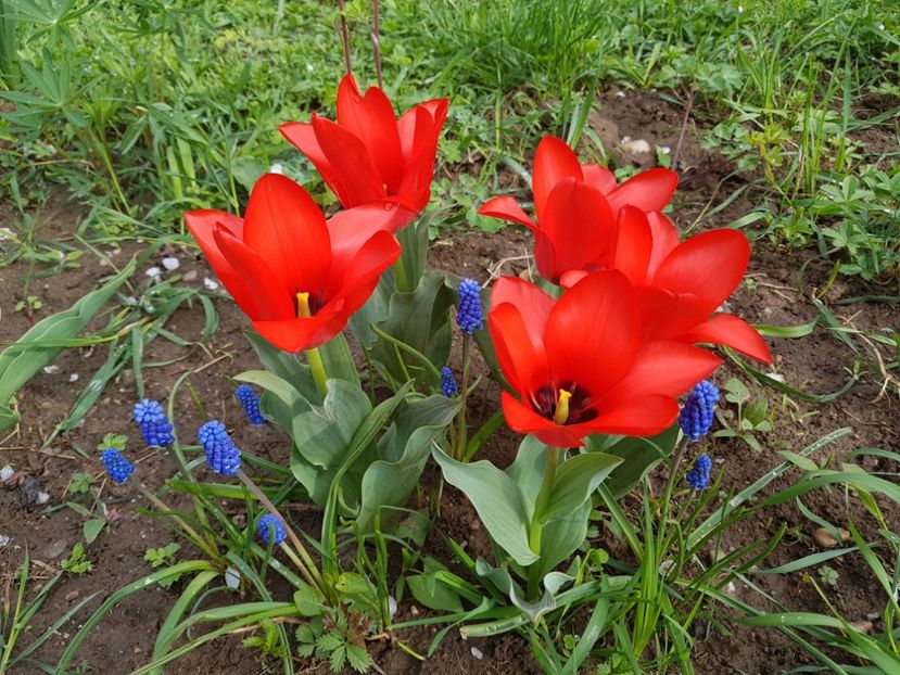 Show winner ( cebule) - 2019 Idilic garden