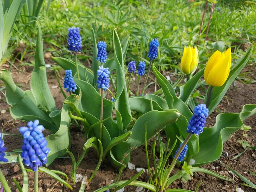 Niski gold west - 2019 Idilic garden