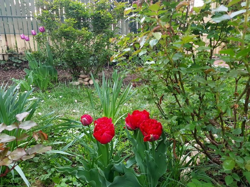  - 2019 Gradina Pridvor