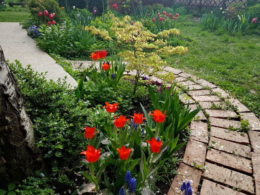 Red riding hood - 2019 Gradina Pridvor