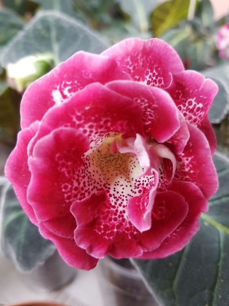  - Gloxinia 2019