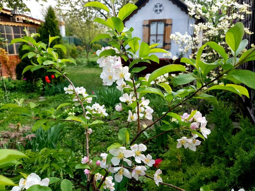 Malus red santinel - 2019 Gradina Pridvor