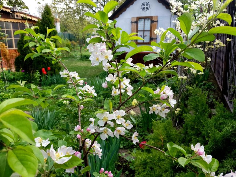  - 2019 Gradina Pridvor