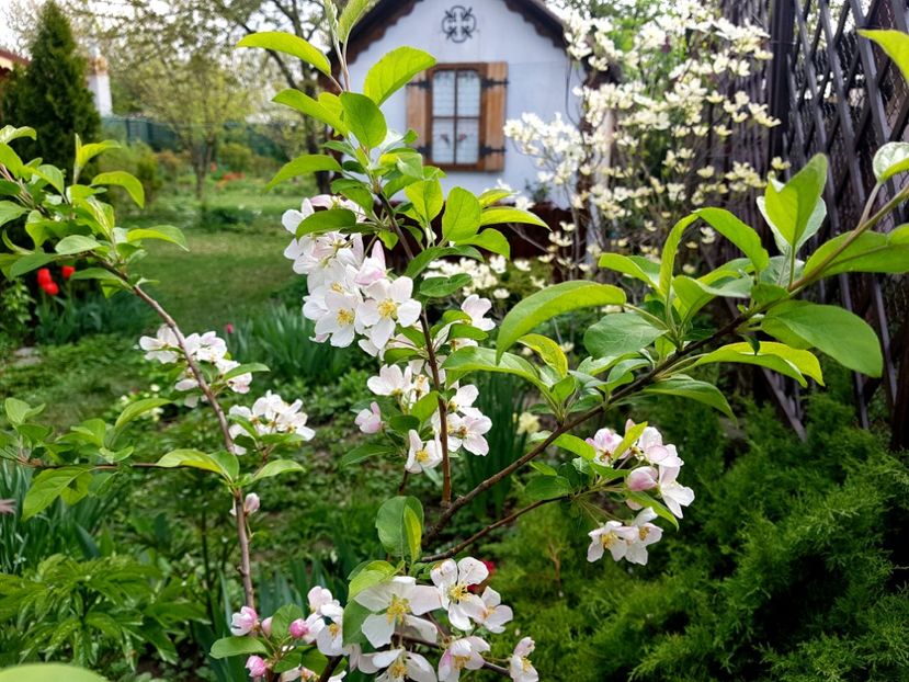  - 2019 Gradina Pridvor