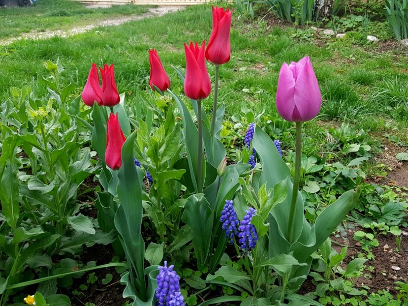 Pietr de leur - 2019 Aprilie
