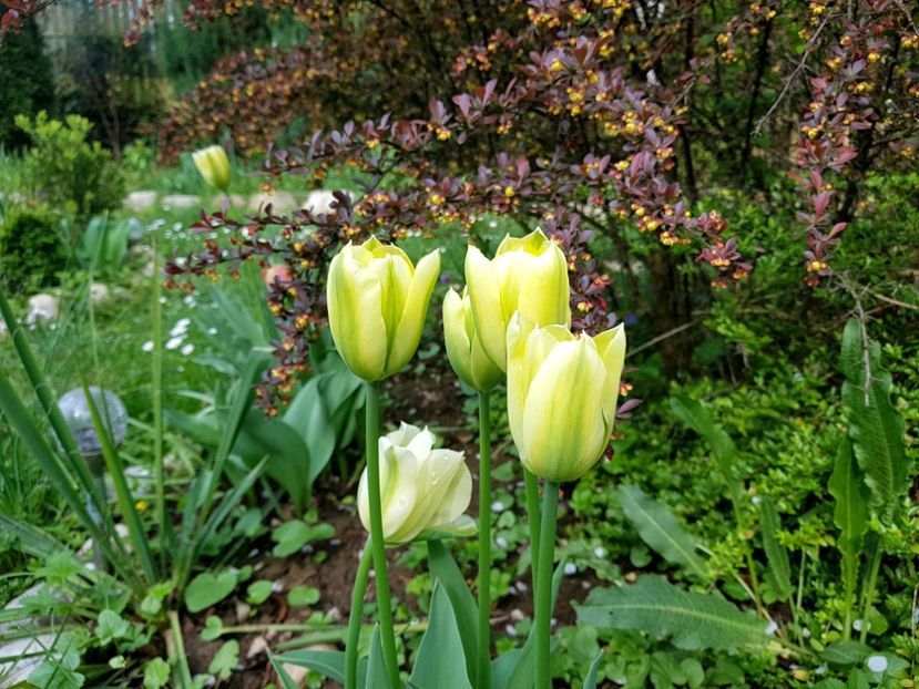 Green spring - 2019 Aprilie