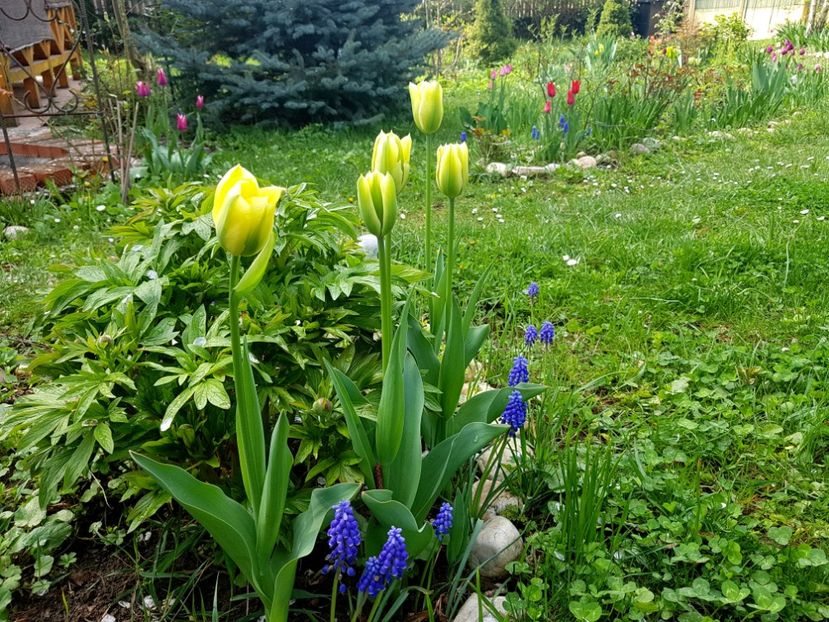 Green spring - 2019 Aprilie