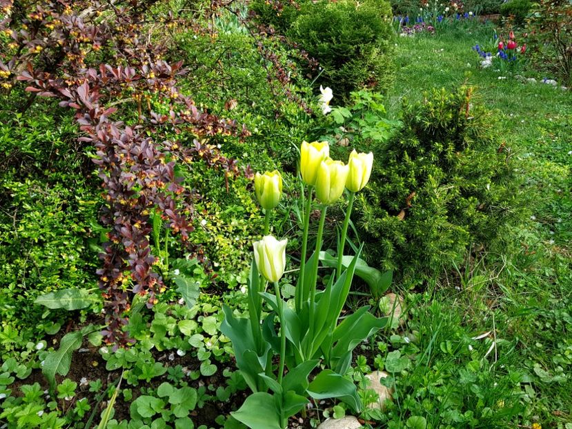 Green spring - 2019 Aprilie