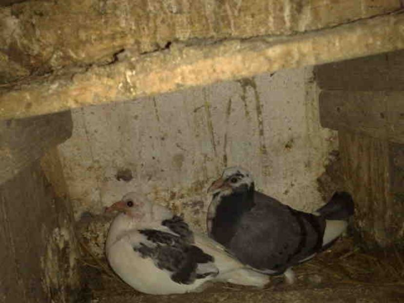  - Pui 2017-2018 -2019-2020 -2021-matca-doici-vind aproape tot lotul