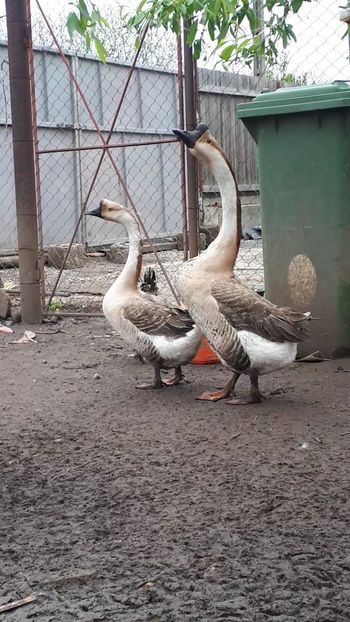 VideoCapture_20190414-203000 - 999 Chinezul din ultima serie 2017