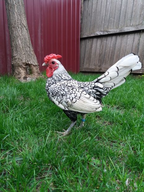  - Sebright argintiu 2019