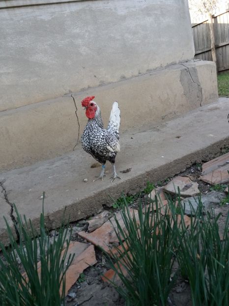  - Sebright argintiu 2019