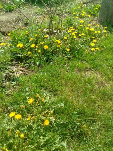  - Primavara in curte 2019