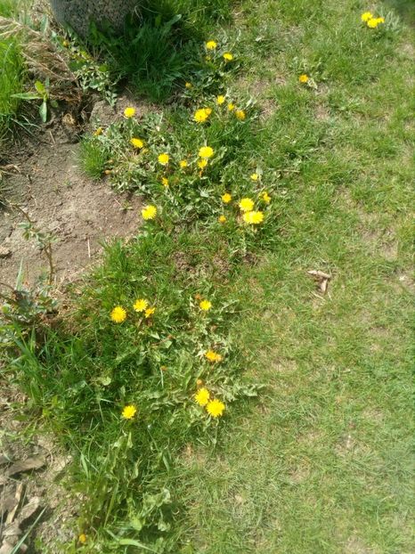  - Primavara in curte 2019