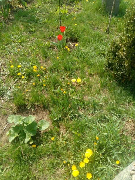  - Primavara in curte 2019