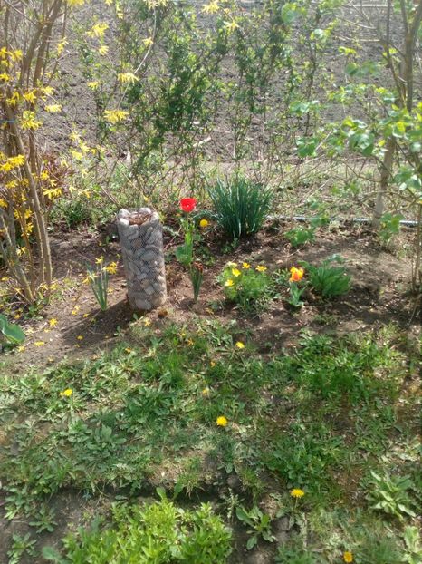  - Primavara in curte 2019