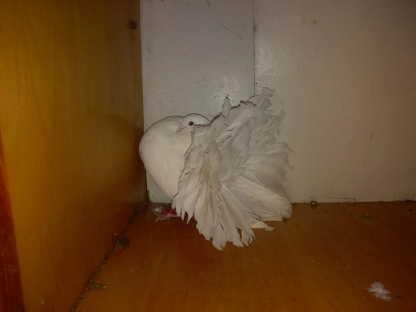 M.1 2017 - Porumbei  vinduti