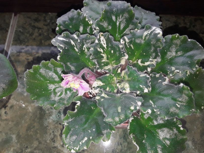  - Gemcraft Pink Pearl