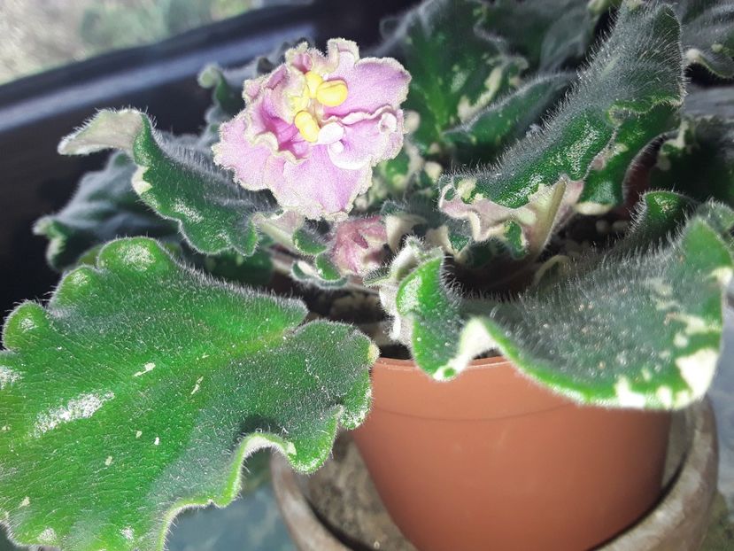  - Gemcraft Pink Pearl