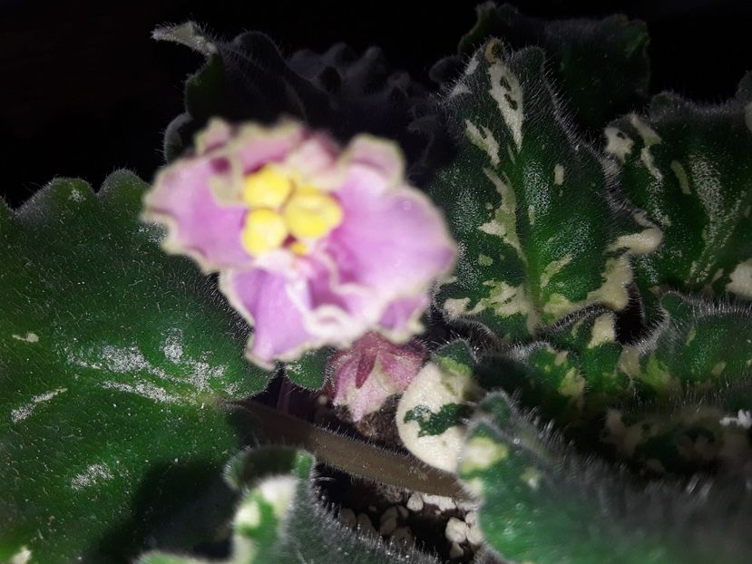  - Gemcraft Pink Pearl