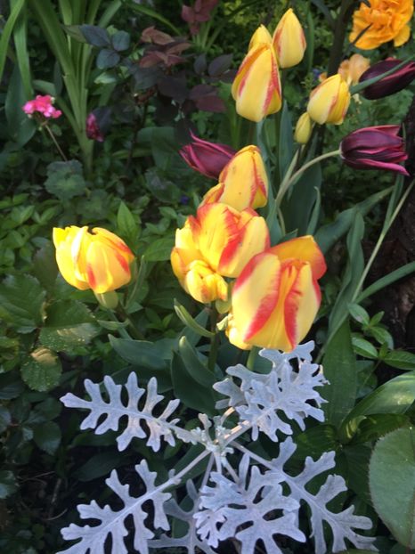 21A9067F-1719-4689-B61D-655F7E4E42C6 - Aprilie