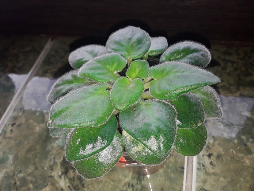  - Frosty Cherry Moroznaia Vishnia