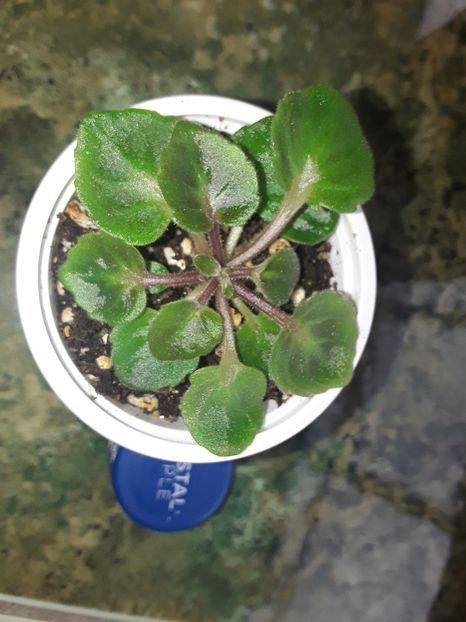 - Petite Blarney