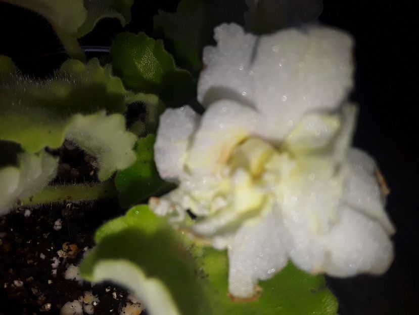  - Violete de colecție cand nu poti sa te oprești 2018aprilie