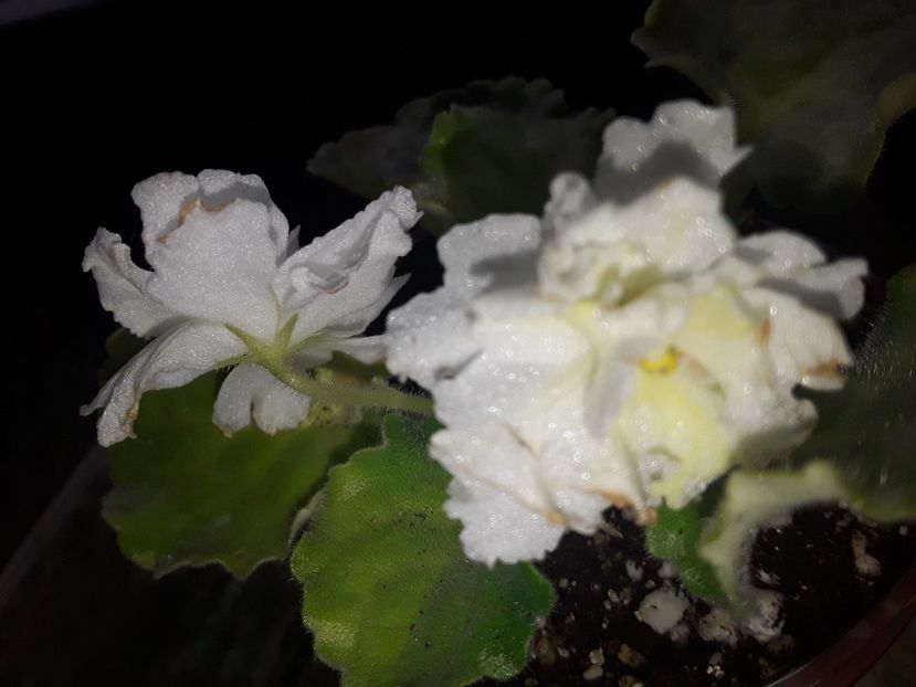  - Violete de colecție cand nu poti sa te oprești 2018aprilie